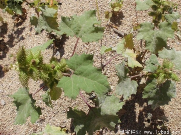 <a href='http://www.hn123.net.cn/yaocaizhongzi/2313.html' target='_blank'>蒼耳子種子</a>