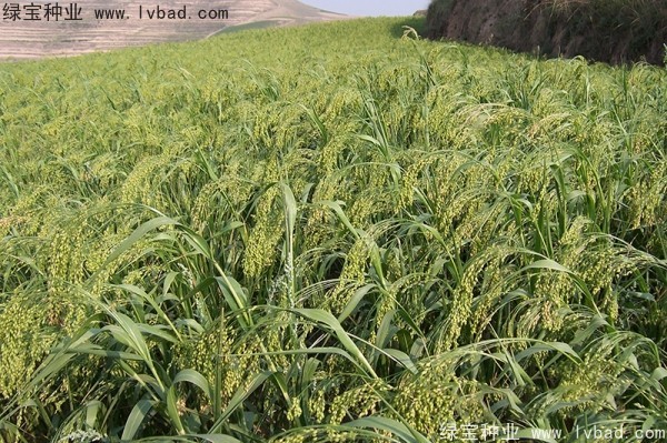 <a href='http://www.hn123.net.cn/yaocaizhongzi/2314.html' target='_blank'>紅糜子種子</a>