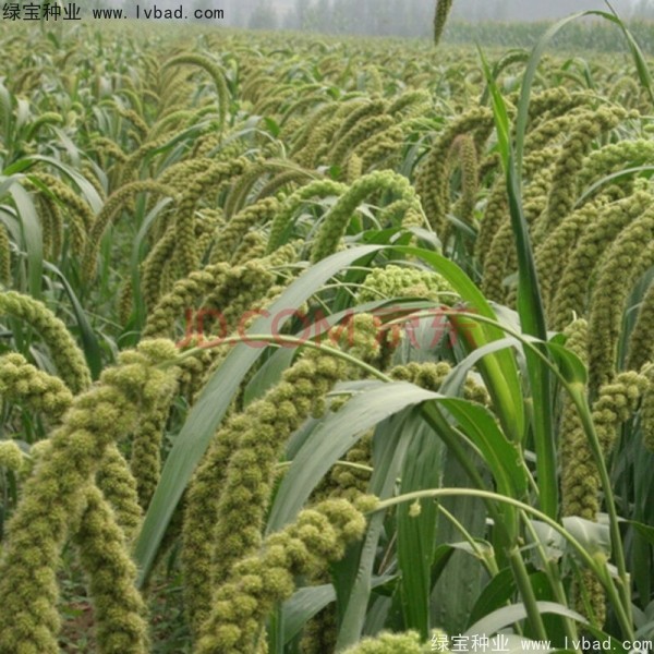 <a href='http://www.hn123.net.cn/yaocaizhongzi/2314.html' target='_blank'>紅糜子種子</a>
