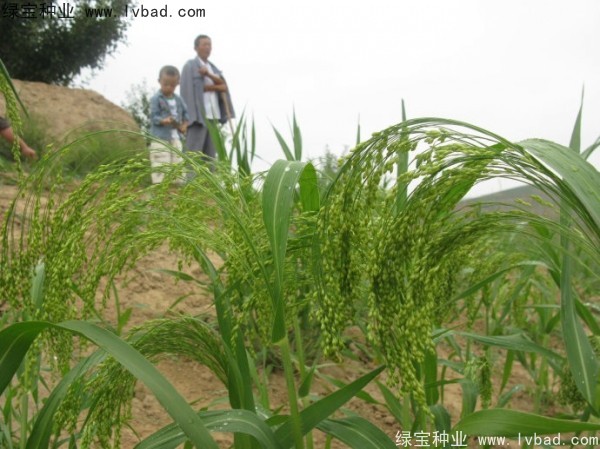 <a href='http://www.hn123.net.cn/yaocaizhongzi/2314.html' target='_blank'>紅糜子</a><a href='http://www.hn123.net.cn/' target='_blank'>種子</a>