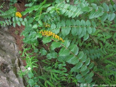 馬桑種子
