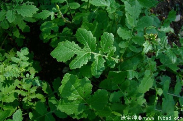 <a href='http://www.hn123.net.cn/yaocaizhongzi/2317.html' target='_blank'>白芥子種子</a>