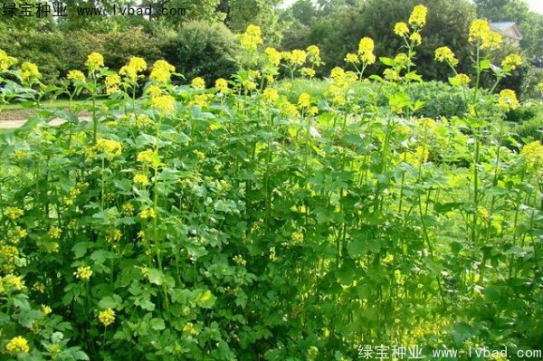 <a href='http://www.hn123.net.cn/yaocaizhongzi/2317.html' target='_blank'>白芥子</a><a href='http://www.hn123.net.cn/' target='_blank'>種子</a>