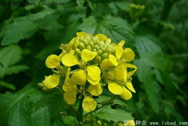 <a href='http://www.hn123.net.cn/yaocaizhongzi/2317.html' target='_blank'>白芥子種子</a>