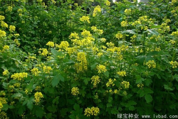 <a href='http://www.hn123.net.cn/yaocaizhongzi/2317.html' target='_blank'>白芥子種子</a>