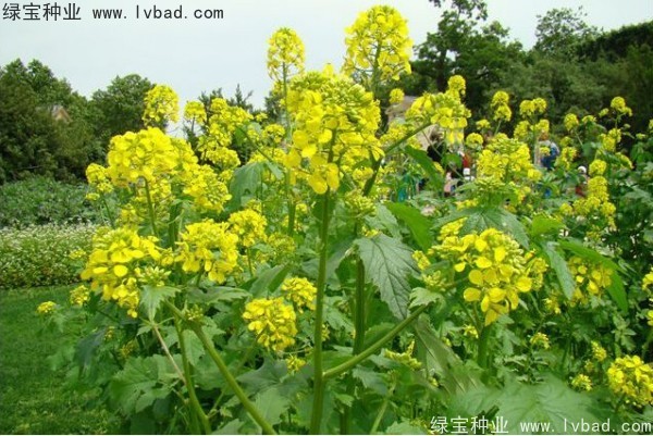 <a href='http://www.hn123.net.cn/yaocaizhongzi/2317.html' target='_blank'>白芥子</a><a href='http://www.hn123.net.cn/' target='_blank'>種子</a>
