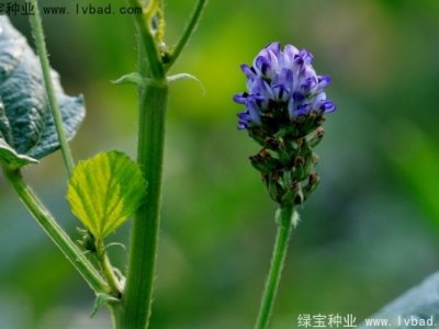 補骨脂種子