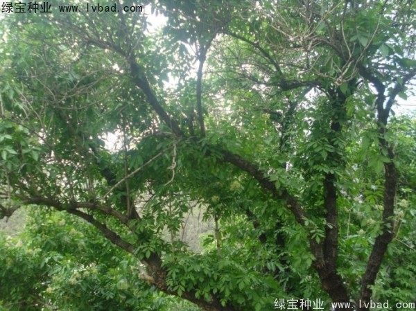 <a href='http://www.hn123.net.cn/yaocaizhongzi/2319.html' target='_blank'>接骨木</a><a href='http://www.hn123.net.cn/' target='_blank'>種子</a>