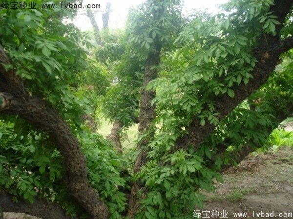<a href='http://www.hn123.net.cn/yaocaizhongzi/2319.html' target='_blank'>接骨木種子</a>
