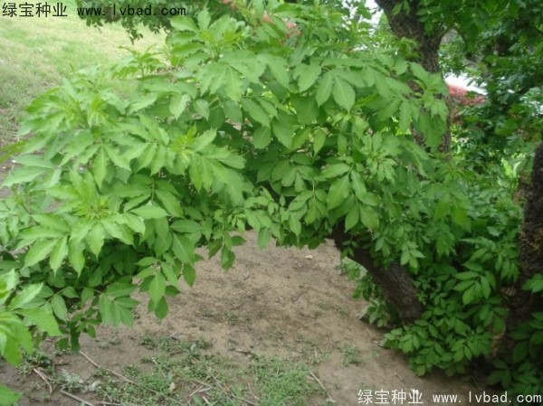 <a href='http://www.hn123.net.cn/yaocaizhongzi/2319.html' target='_blank'>接骨木</a><a href='http://www.hn123.net.cn/' target='_blank'>種子</a>