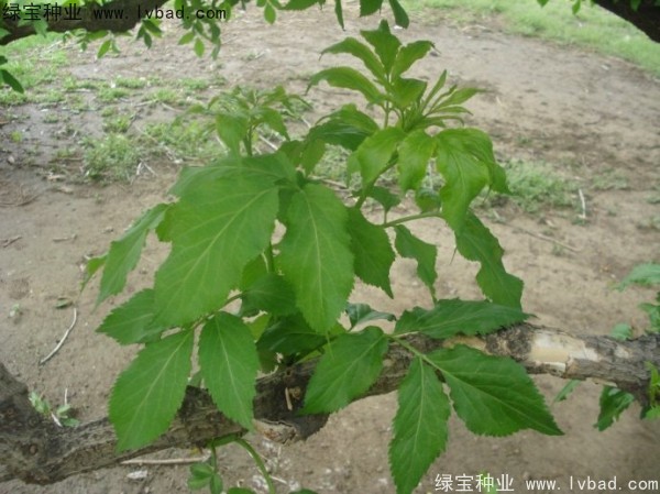 <a href='http://www.hn123.net.cn/yaocaizhongzi/2319.html' target='_blank'>接骨木種子</a>