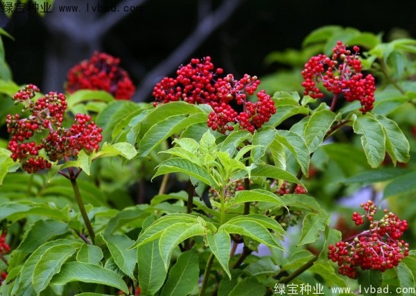 <a href='http://www.hn123.net.cn/yaocaizhongzi/2319.html' target='_blank'>接骨木種子</a>