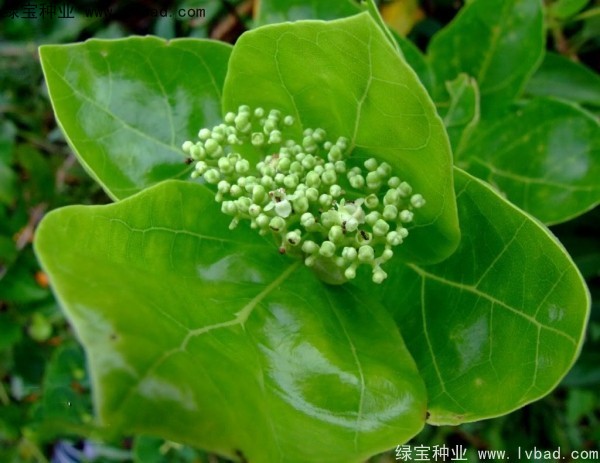 <a href='http://www.hn123.net.cn/yaocaizhongzi/2320.html' target='_blank'>黃荊</a><a href='http://www.hn123.net.cn/' target='_blank'>種子</a>