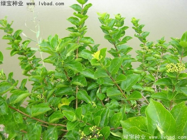 <a href='http://www.hn123.net.cn/yaocaizhongzi/2320.html' target='_blank'>黃荊種子</a>
