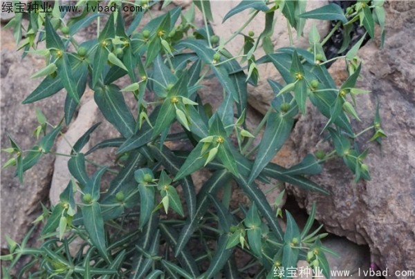 <a href='http://www.hn123.net.cn/yaocaizhongzi/2322.html' target='_blank'>千金子種子</a>