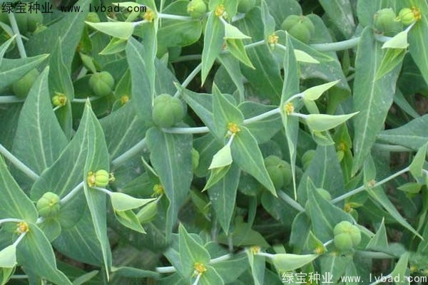 <a href='http://www.hn123.net.cn/yaocaizhongzi/2322.html' target='_blank'>千金子種子</a>
