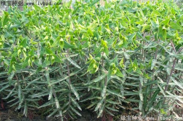 <a href='http://www.hn123.net.cn/yaocaizhongzi/2322.html' target='_blank'>千金子</a><a href='http://www.hn123.net.cn/' target='_blank'>種子</a>