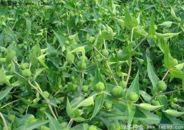 <a href='http://www.hn123.net.cn/yaocaizhongzi/2322.html' target='_blank'>千金子</a><a href='http://www.hn123.net.cn/' target='_blank'>種子</a>