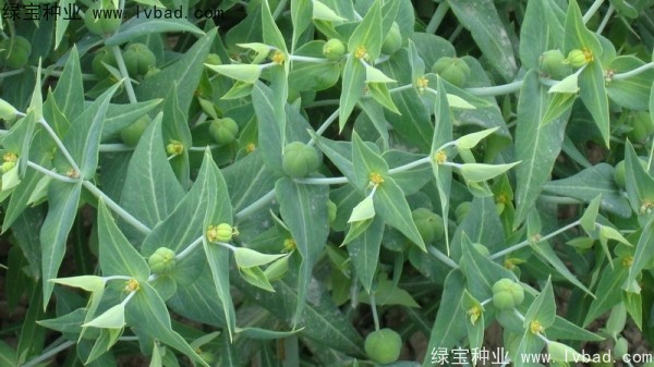 <a href='http://www.hn123.net.cn/yaocaizhongzi/2322.html' target='_blank'>千金子種子</a>