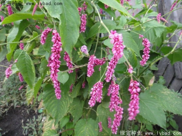 <a href='http://www.hn123.net.cn/yaocaizhongzi/2324.html' target='_blank'>水紅花種子</a>