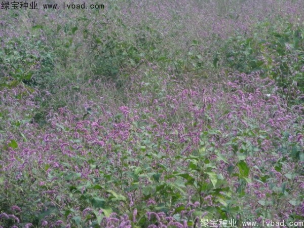 <a href='http://www.hn123.net.cn/yaocaizhongzi/2324.html' target='_blank'>水紅花</a><a href='http://www.hn123.net.cn/' target='_blank'>種子</a>