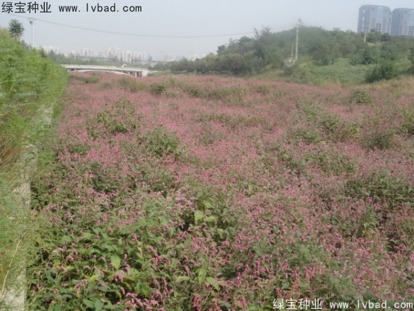水<a href='http://www.hn123.net.cn/yaocaizhongzi/2335.html' target='_blank'>紅花種子</a>