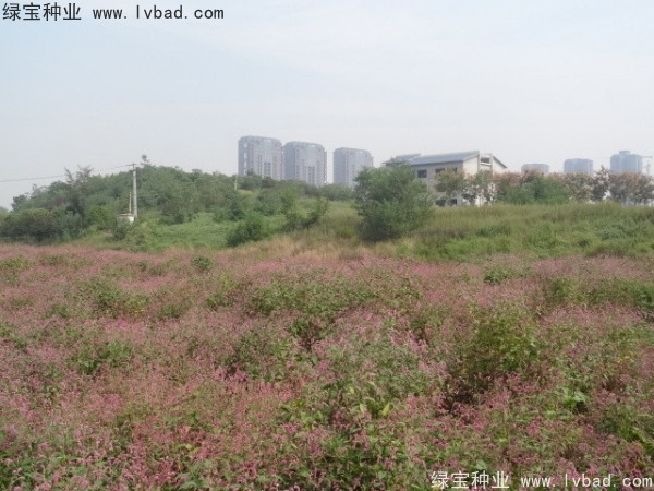 <a href='http://www.hn123.net.cn/yaocaizhongzi/2324.html' target='_blank'>水紅花種子</a>