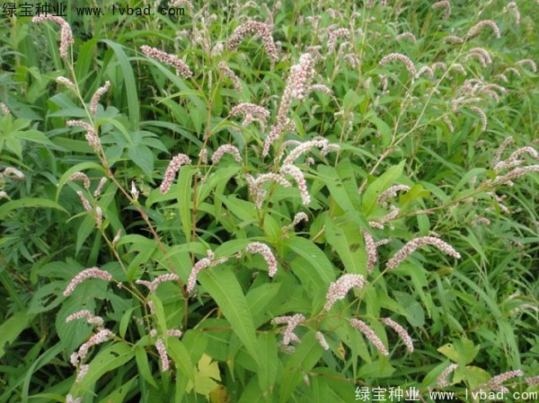 <a href='http://www.hn123.net.cn/yaocaizhongzi/2324.html' target='_blank'>水紅花種子</a>