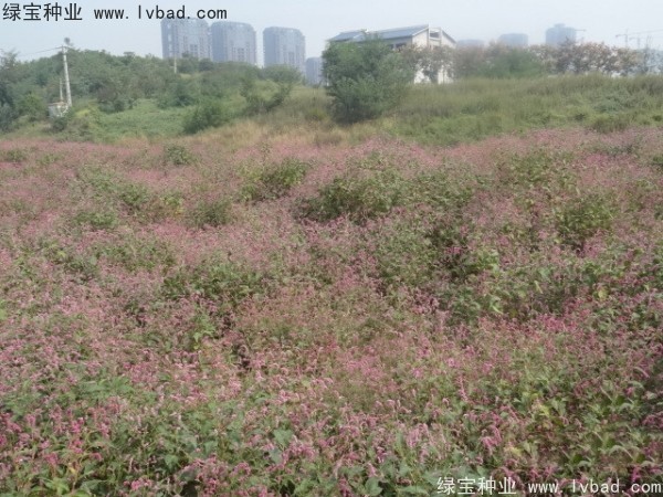 水<a href='http://www.hn123.net.cn/yaocaizhongzi/2335.html' target='_blank'>紅花</a><a href='http://www.hn123.net.cn/' target='_blank'>種子</a>