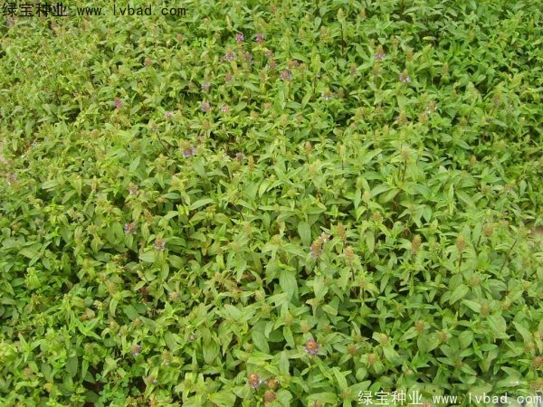 <a href='http://www.hn123.net.cn/yaocaizhongzi/2325.html' target='_blank'>夏枯球種子</a>