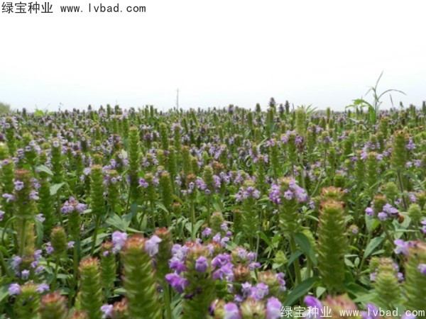<a href='http://www.hn123.net.cn/yaocaizhongzi/2325.html' target='_blank'>夏枯球</a><a href='http://www.hn123.net.cn/' target='_blank'>種子</a>