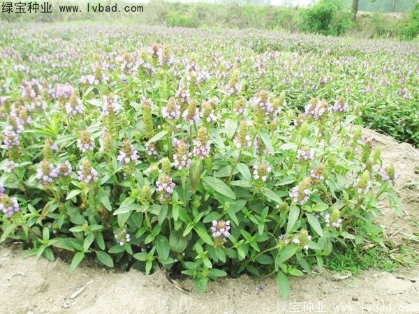 <a href='http://www.hn123.net.cn/yaocaizhongzi/2325.html' target='_blank'>夏枯球種子</a>