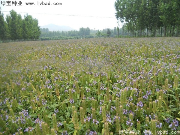 <a href='http://www.hn123.net.cn/yaocaizhongzi/2325.html' target='_blank'>夏枯球</a><a href='http://www.hn123.net.cn/' target='_blank'>種子</a>