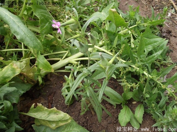 王不留<a href='http://www.hn123.net.cn/' target='_blank'>種子</a>