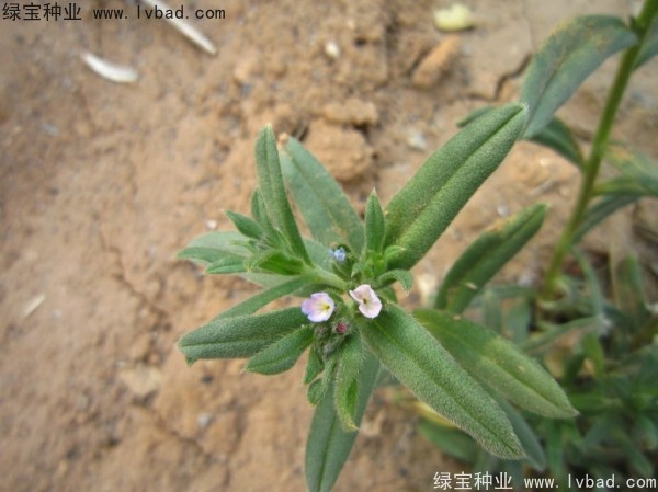 王不留<a href='http://www.hn123.net.cn/' target='_blank'>種子</a>