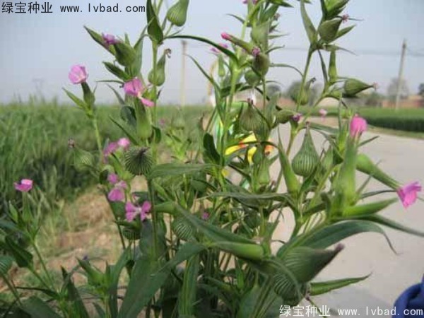 <a href='http://www.hn123.net.cn/yaocaizhongzi/2326.html' target='_blank'>王不留種子</a>