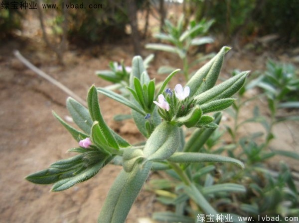 <a href='http://www.hn123.net.cn/yaocaizhongzi/2326.html' target='_blank'>王不留種子</a>