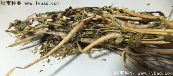 <a href='http://www.hn123.net.cn/yaocaizhongzi/2327.html' target='_blank'>葫蘆巴種子</a>