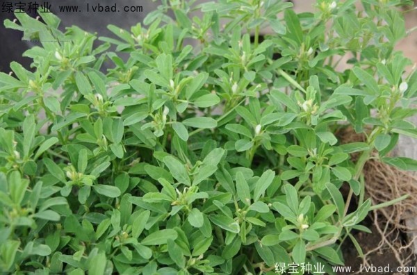 <a href='http://www.hn123.net.cn/yaocaizhongzi/2327.html' target='_blank'>葫蘆巴種子</a>