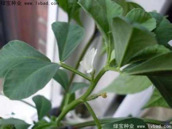 <a href='http://www.hn123.net.cn/yaocaizhongzi/2327.html' target='_blank'>葫蘆巴</a><a href='http://www.hn123.net.cn/' target='_blank'>種子</a>