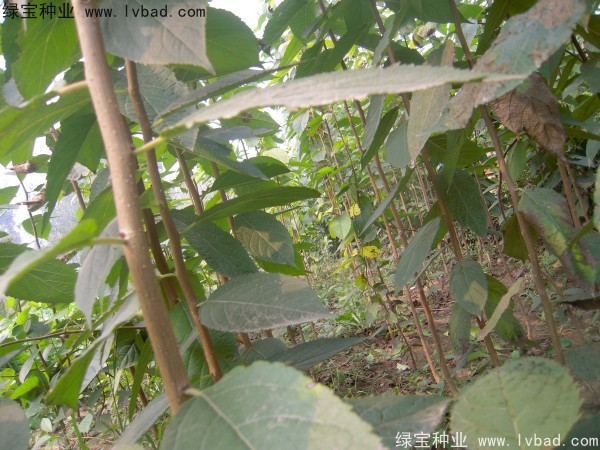 <a href='http://www.hn123.net.cn/yaocaizhongzi/2329.html' target='_blank'>杜仲種子</a>