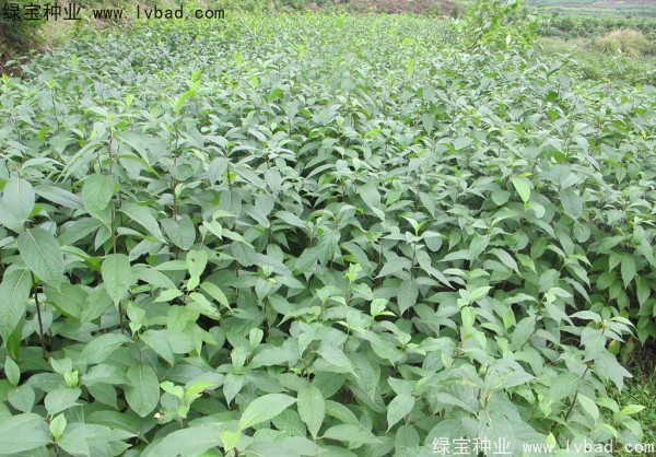 <a href='http://www.hn123.net.cn/yaocaizhongzi/2329.html' target='_blank'>杜仲種子</a>