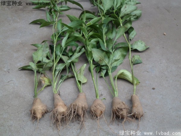 <a href='http://www.hn123.net.cn/yaocaizhongzi/2330.html' target='_blank'>白術(shù)</a><a href='http://www.hn123.net.cn/' target='_blank'>種子</a>