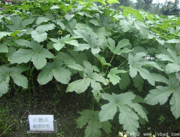 <a href='http://www.hn123.net.cn/yaocaizhongzi/2331.html' target='_blank'>黃秋葵種子</a>