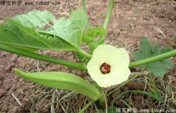 <a href='http://www.hn123.net.cn/yaocaizhongzi/2331.html' target='_blank'>黃秋葵種子</a>