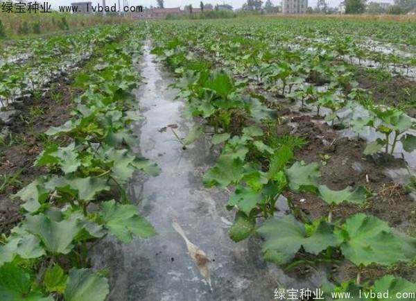 <a href='http://www.hn123.net.cn/yaocaizhongzi/2331.html' target='_blank'>黃秋葵</a><a href='http://www.hn123.net.cn/' target='_blank'>種子</a>