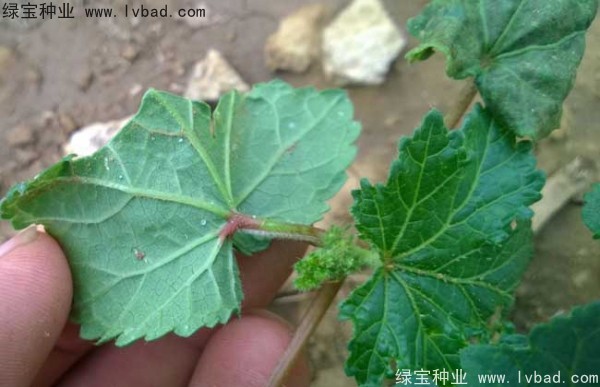 黃秋葵<a href='http://www.hn123.net.cn/' target='_blank'>種子</a>