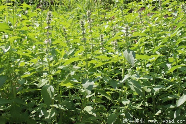 <a href='http://www.hn123.net.cn/yaocaizhongzi/2333.html' target='_blank'>荊芥種子</a>