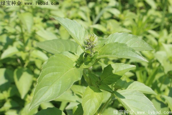<a href='http://www.hn123.net.cn/yaocaizhongzi/2333.html' target='_blank'>荊芥種子</a>