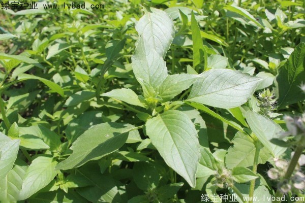 荊芥<a href='http://www.hn123.net.cn/' target='_blank'>種子</a>